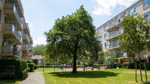 Boom in wijk Oost